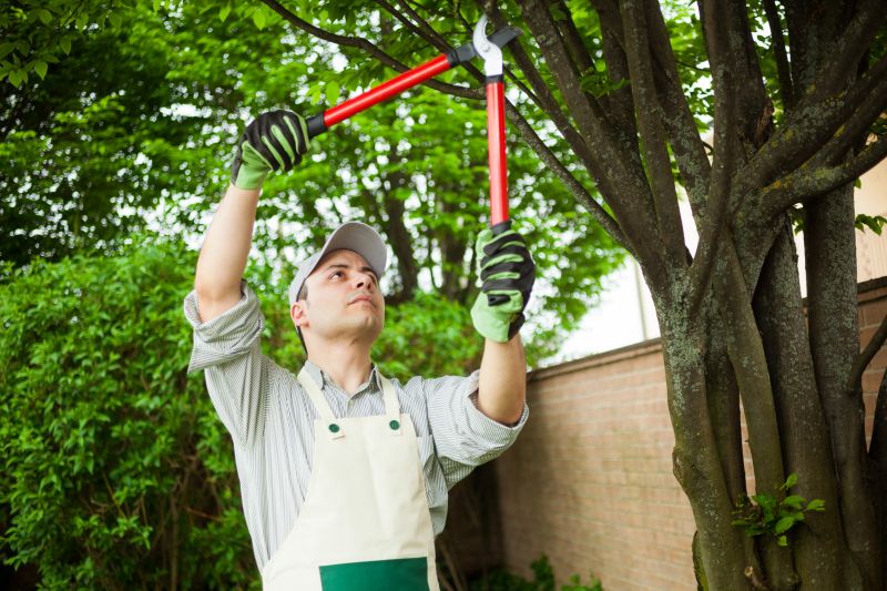 Tree Clearing