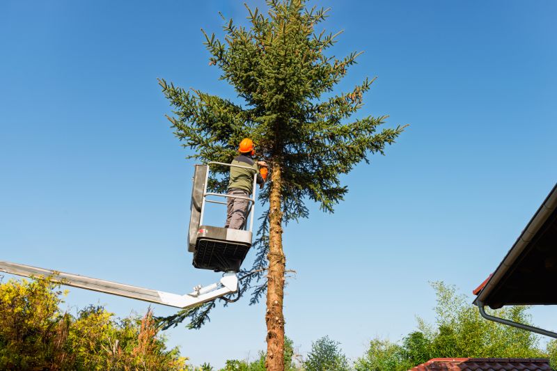 Products For Tree Clearings in use