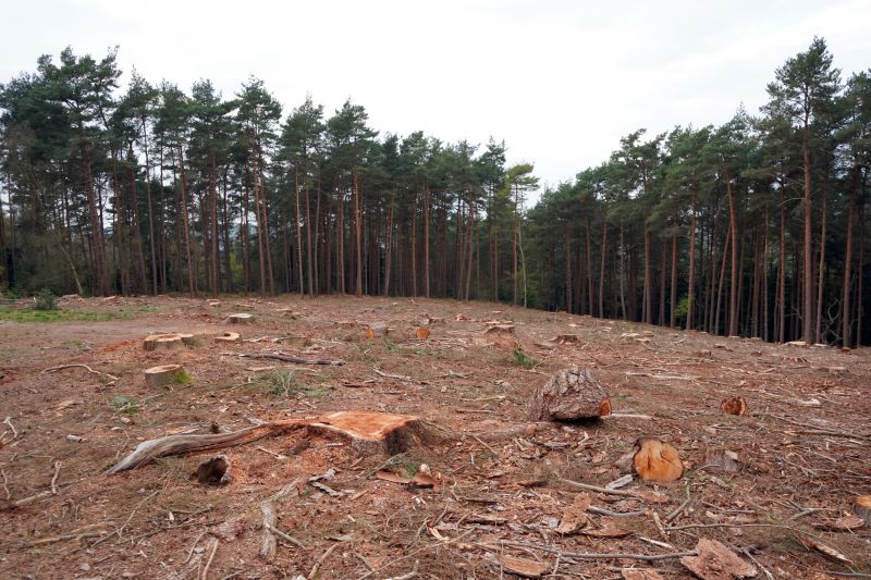 Spring Tree Clearing
