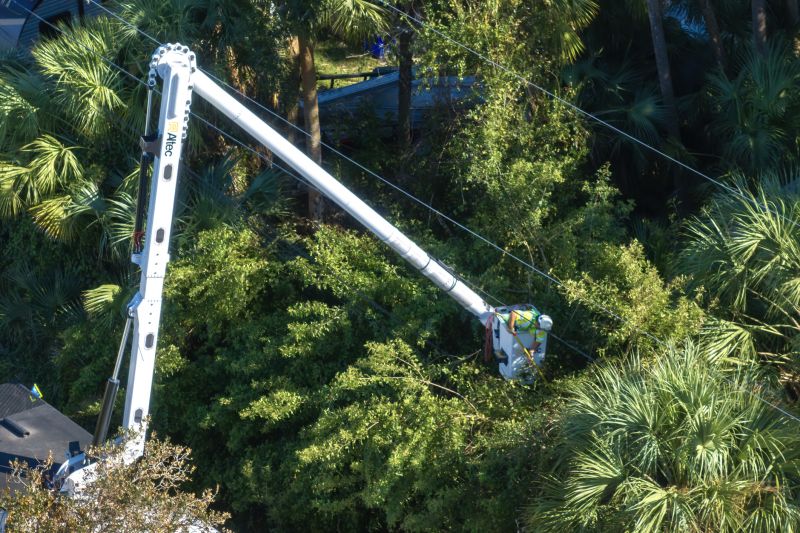 Summer Tree Clearing
