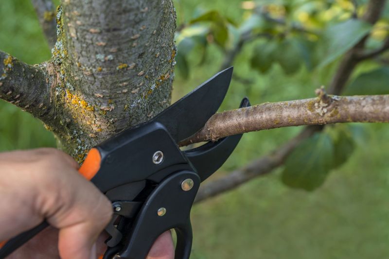 Tree Removal Service in Allentown, PA