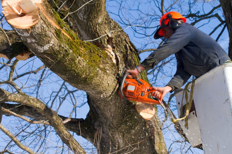 Tree Removal Contractors
